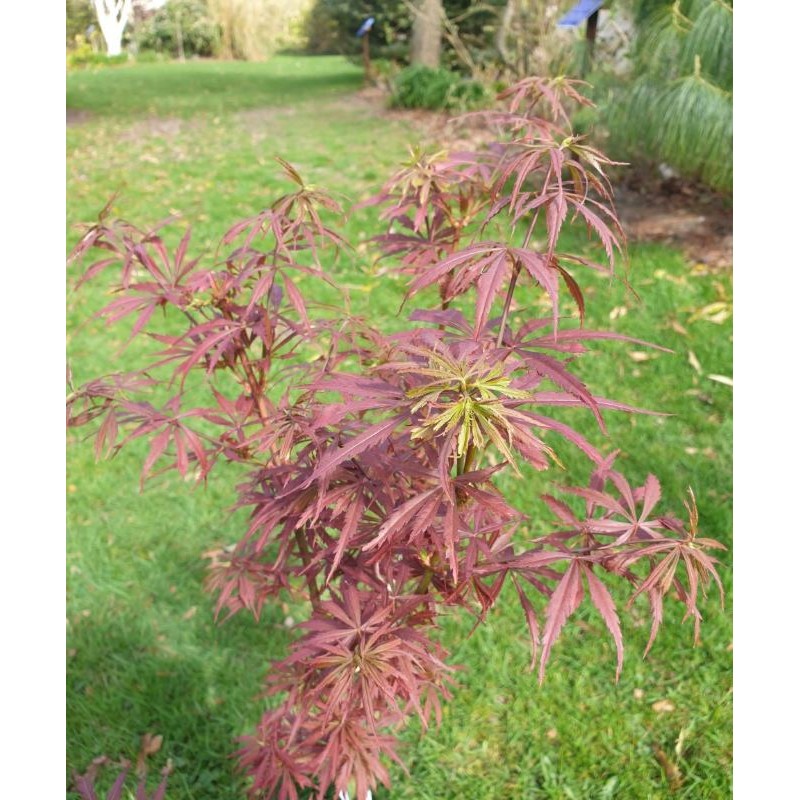 Acer palmatum 'Jerre Schwartz' - young leaves in Spring