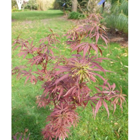 Acer palmatum 'Jerre Schwartz' - young leaves in Spring