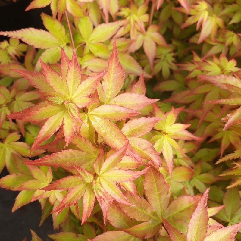 Acer palmatum 'Little Princess' - young spring leaves Acer palmatum 'Little Princess' - young spring leaves