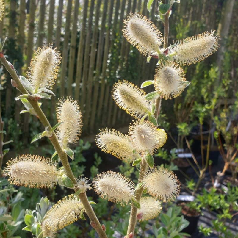 Salix candida - catkins in early April