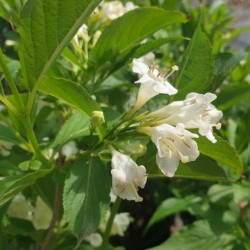 Weigela florida 'Bristol Snowflake' - late spring flowers