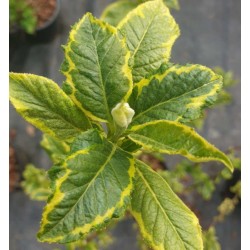 Halesia monticola 'Variegata' - variegated leaves in spring