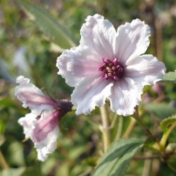 Deutzia 'Dark Eyes' - Flowers in early summer