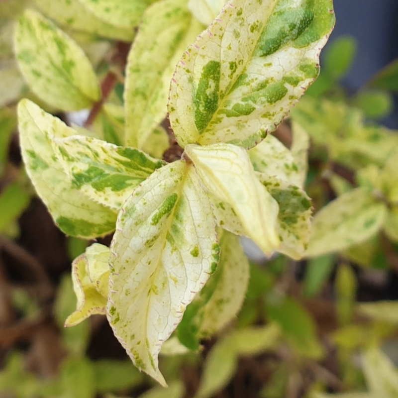 Deutzia scabra 'Punctata' - variegated leaves in spring