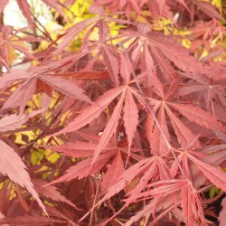 Acer palmatum 'Sumi-nagashi' - spring leaves