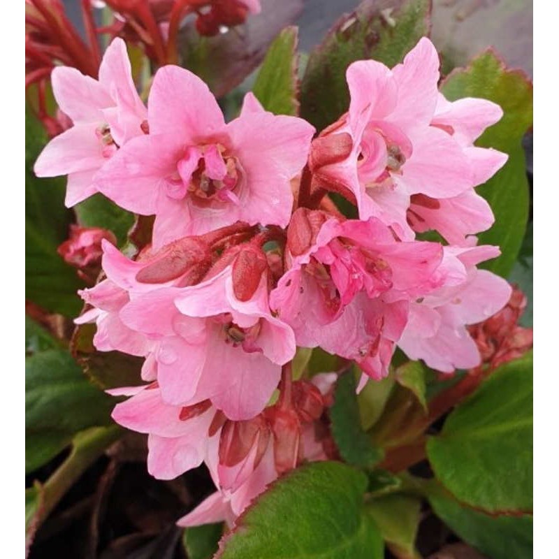 Bergenia 'Dark Damsel' - flowers in spring Bergenia 'Dark Damsel' - flowers in spring