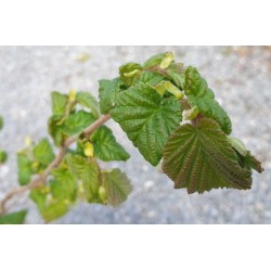 Corylus avellana 'Anaconda' - young leaves in Spring