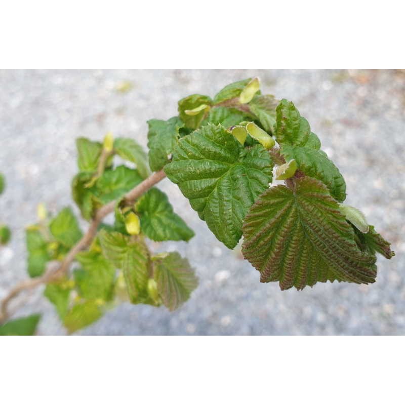 Corylus avellana 'Anaconda' - young leaves in Spring Corylus avellana 'Anaconda' - young leaves in Spring