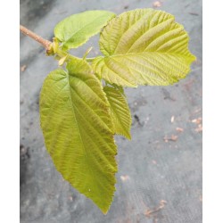 Corylus chinensis - leaves in late spring