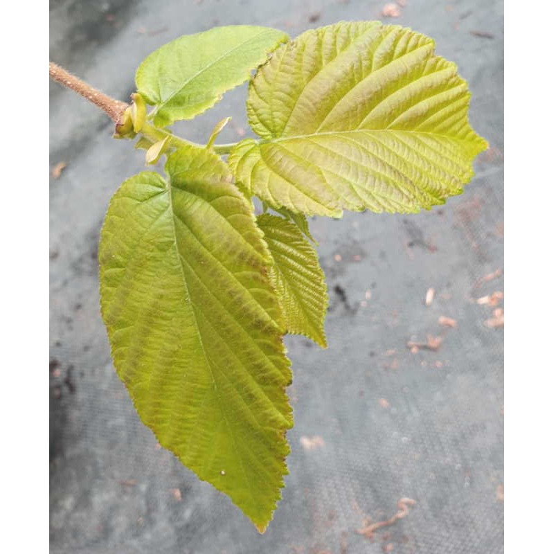 Corylus chinensis - leaves in late spring