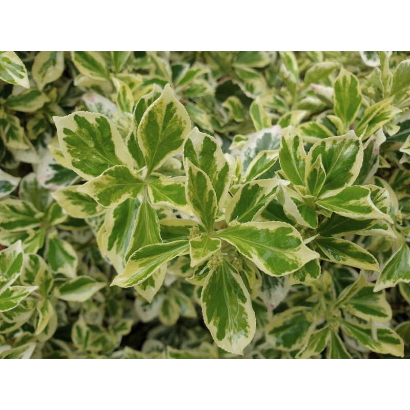 Euonymus fortunei 'Silver Queen' - young spring leaves