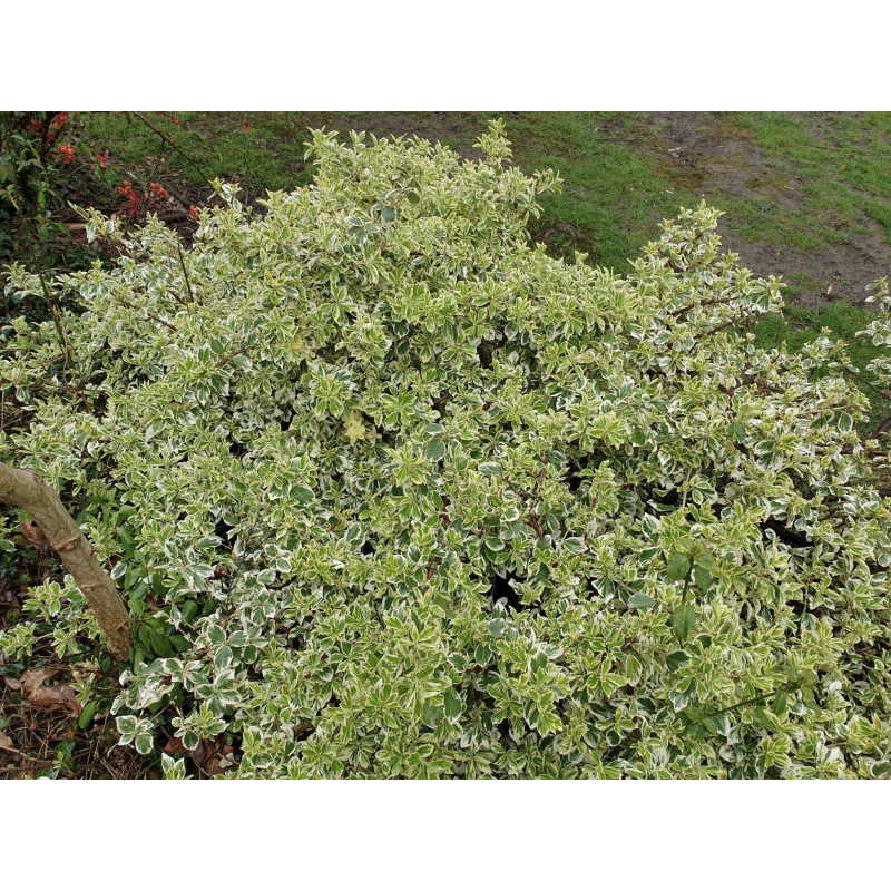 Euonymus fortunei 'Silver Queen' - established plant