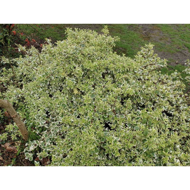Euonymus fortunei 'Silver Queen' - established plant Euonymus fortunei 'Silver Queen' - established plant