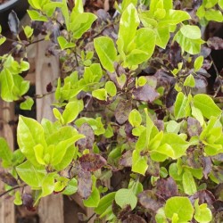 Pittosporum tenuifolium ‘Petite Plum’ - spring leaves