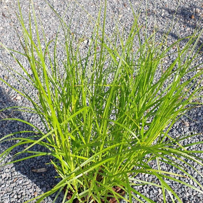 Carex muskingumensis - spring leaves