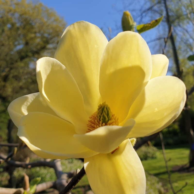 Magnolia 'Lois' - spring flowers