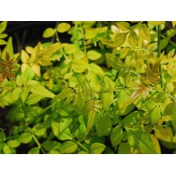 Jasminum officinale 'Fiona Sunrise' - summer foliage