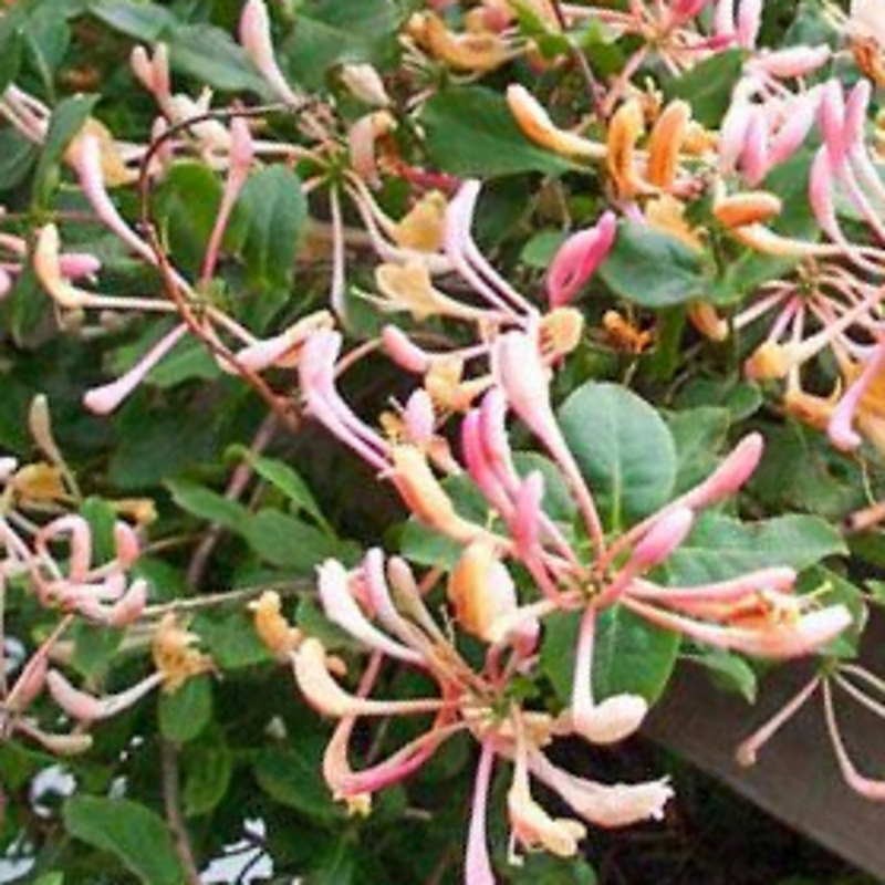 Lonicera periclymenum 'Serotina' - summer flowers