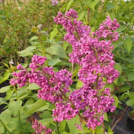 Syringa vulgaris 'Andenken an Ludwig Spath' - flowers