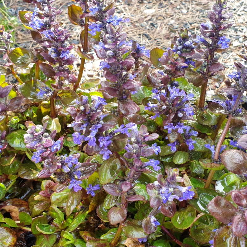 Ajuga reptans 'Catlin's Giant' - spring flowers