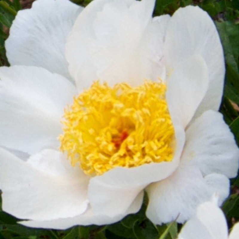 Paeonia lactiflora 'White Wings' - flowers Paeonia lactiflora 'White Wings' - flowers