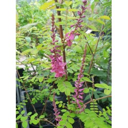 Indigofera howellii - flowers