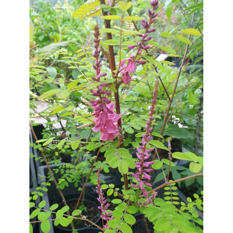 Indigofera howellii - flowers Indigofera howellii - flowers