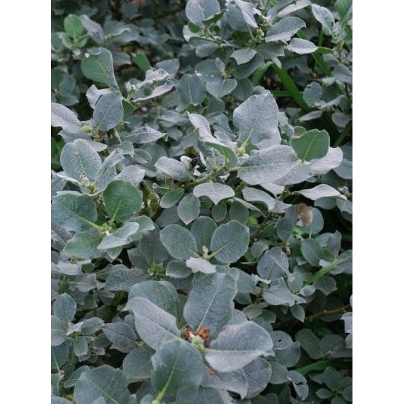 Salix lanata 'Glanspean' - hairy silvery-grey leaves