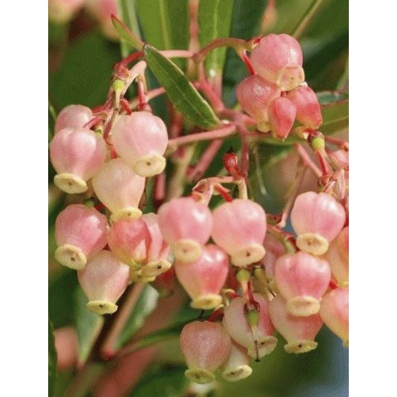 Arbutus unedo 'Compacta' - late summer/autumn flowers