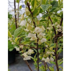 Halesia monticola 'Variegata' - early summer flowers