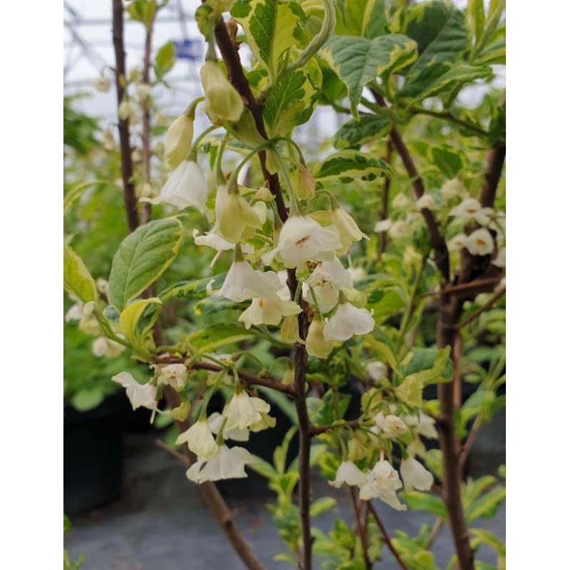 Halesia monticola 'Variegata' - early summer flowers