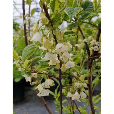 Halesia monticola 'Variegata' - early summer flowers Halesia monticola 'Variegata' - early summer flowers