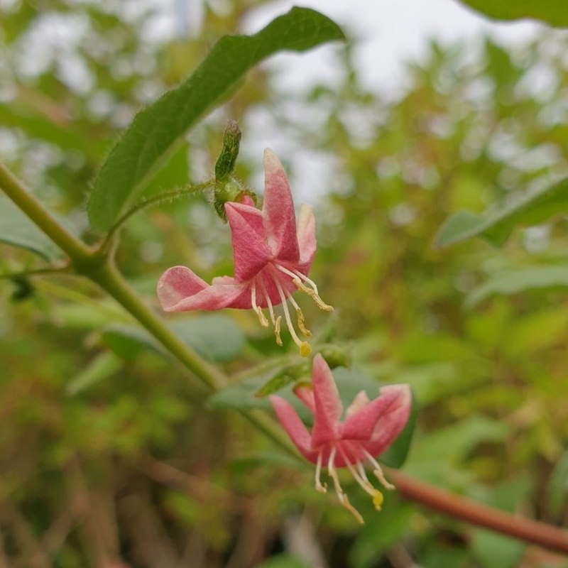 Lonicera gracilipes - flowers in late Spring Lonicera gracilipes - flowers in late Spring