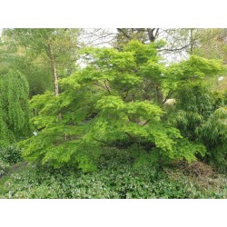 Acer palmatum 'Seiryu' - in late April