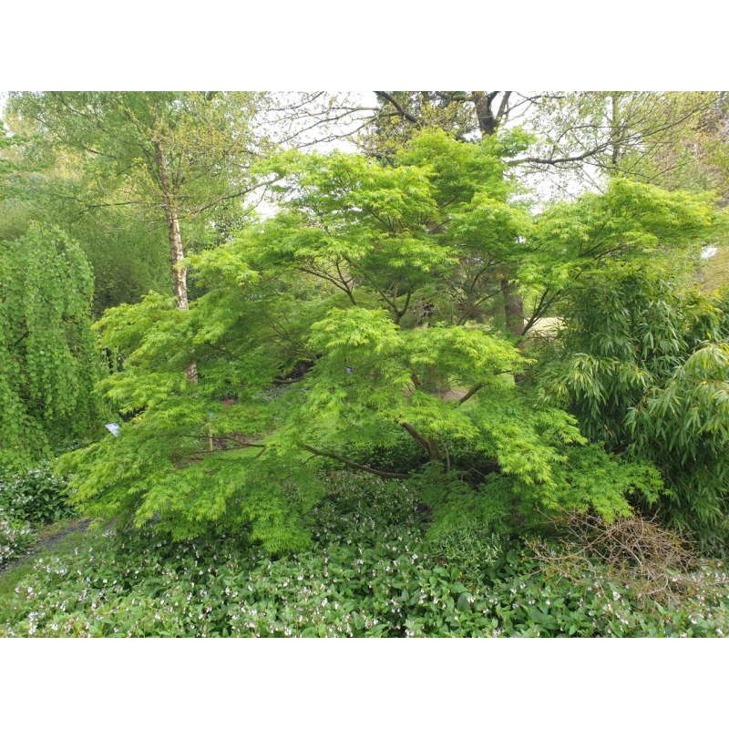 Acer palmatum 'Seiryu' - in late April Acer palmatum 'Seiryu' - in late April