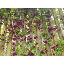 Akebia quinata - flowering in early May