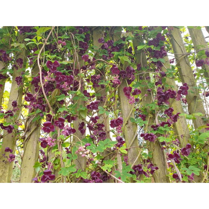 Akebia quinata - flowering in early May