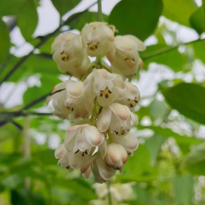 Staphylea pinnata - flowers in early May