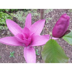 Magnolia 'Livingstone' - late spring flowers