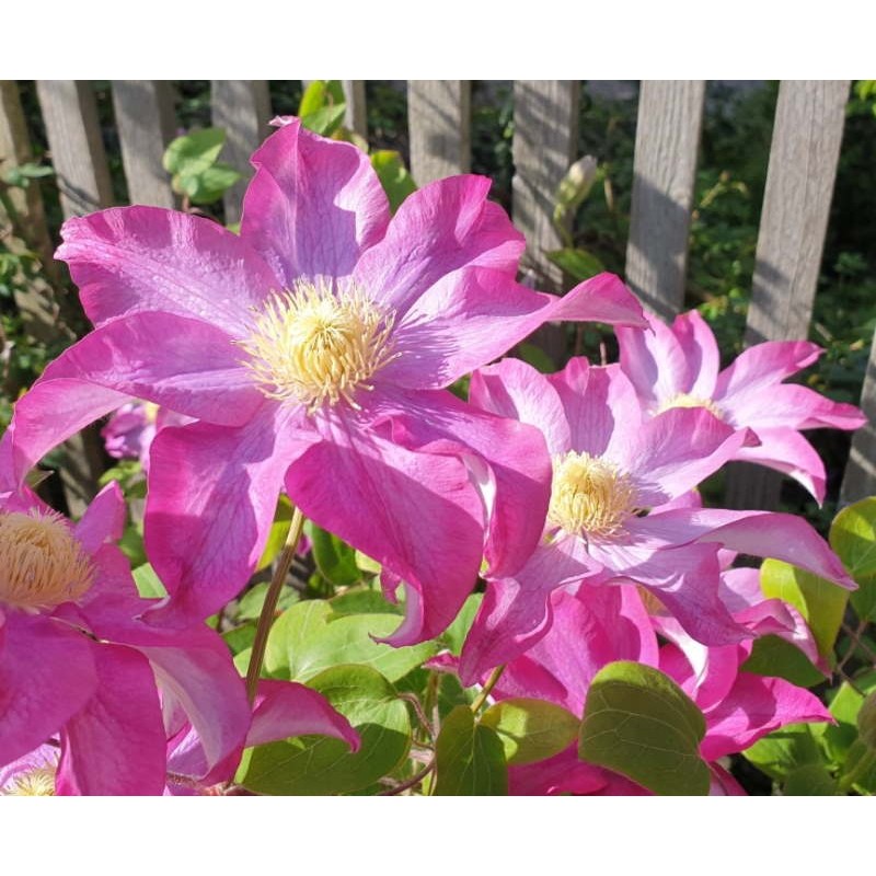 Clematis 'Kakio' - late spring flowers Clematis 'Kakio' - late spring flowers