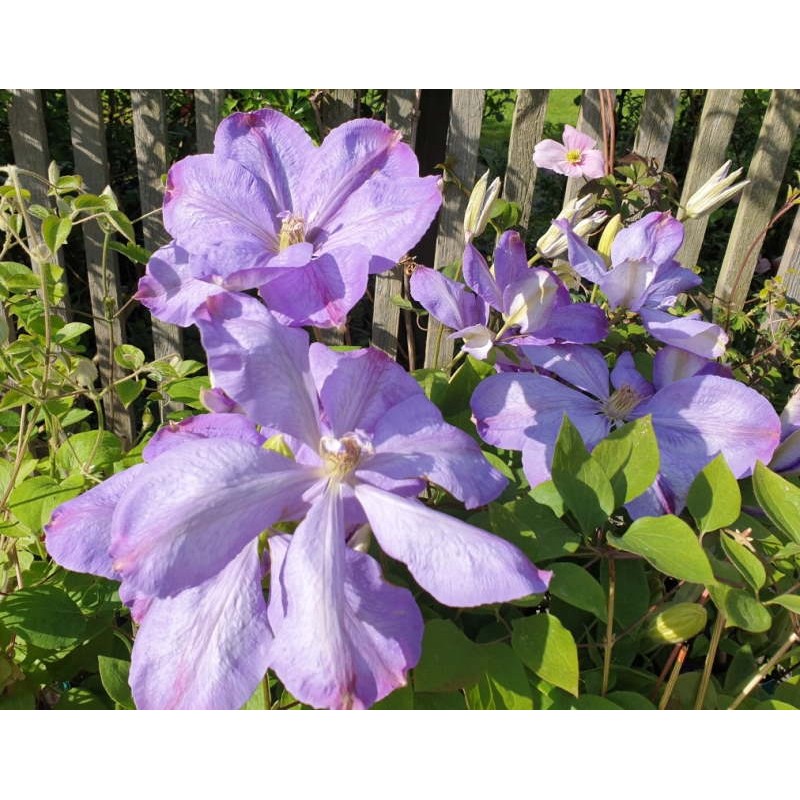 Clematis 'Mrs Cholmondeley' - spring flowers Clematis 'Mrs Cholmondeley' - spring flowers
