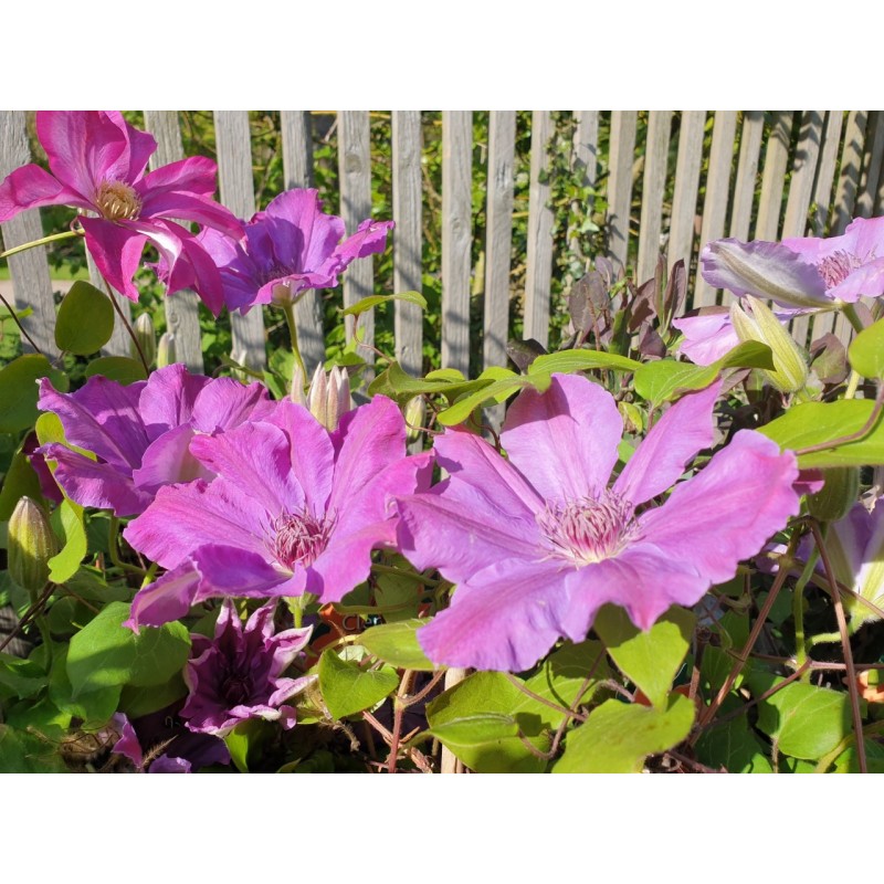 Clematis 'Baltyk' - late spring flowers Clematis 'Baltyk' - late spring flowers