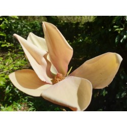 Magnolia x brooklynensis 'Evamaria' - late spring flower