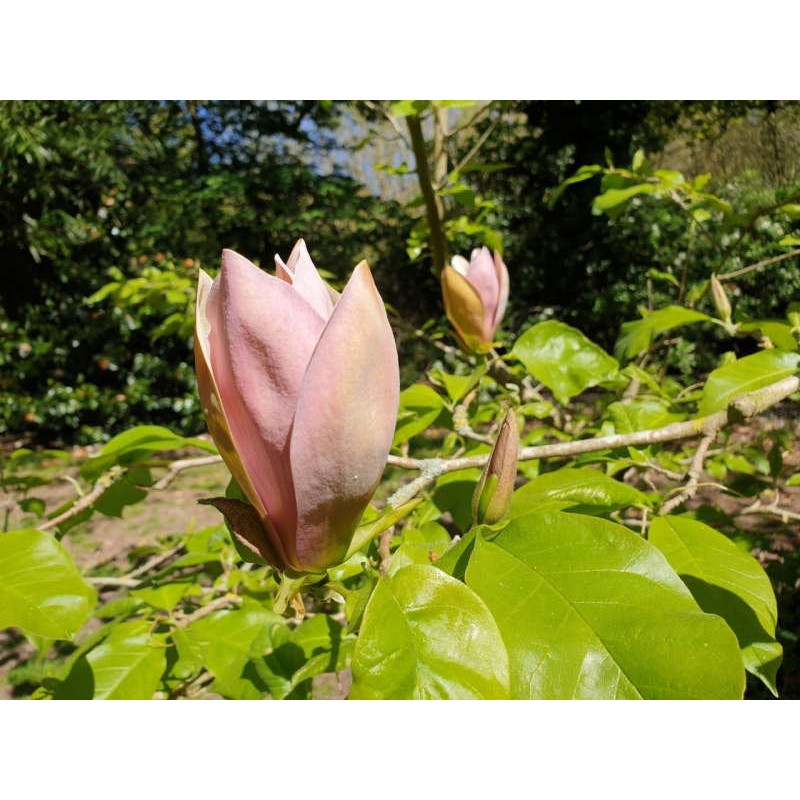Magnolia x brooklynensis 'Evamaria' - late spring flower
