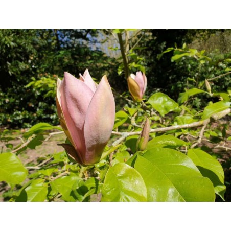 Magnolia x brooklynensis 'Evamaria' - late spring flower Magnolia x brooklynensis 'Evamaria' - late spring flower