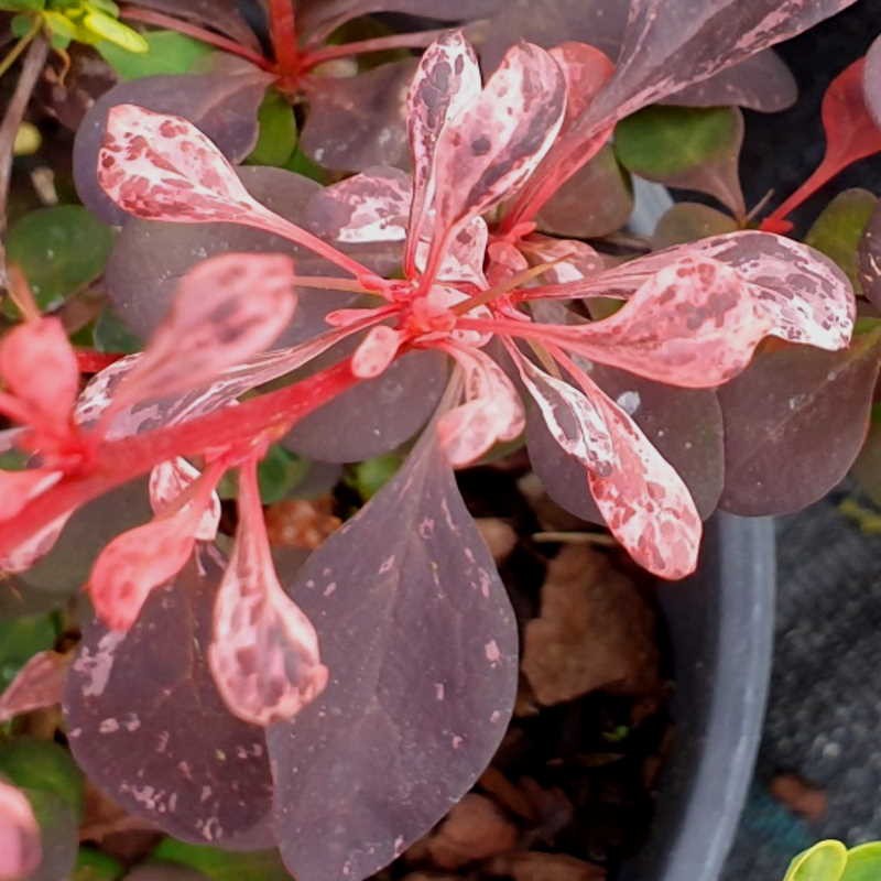 Berberis thunbergii 'Harlequin' - spring variegation Berberis thunbergii 'Harlequin' - spring variegation