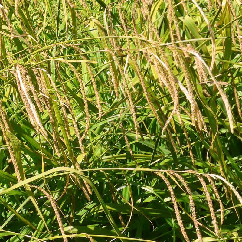 Carex pendula - seed heads in summer