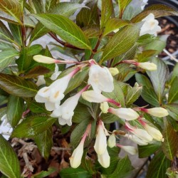 Weigela florida 'Black and White' - late spring flowers