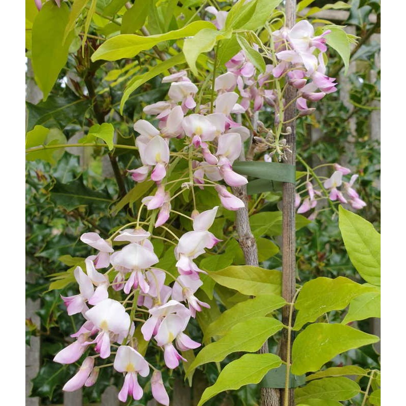 Wisteria floribunda 'Honbeni' Wisteria floribunda 'Honbeni'