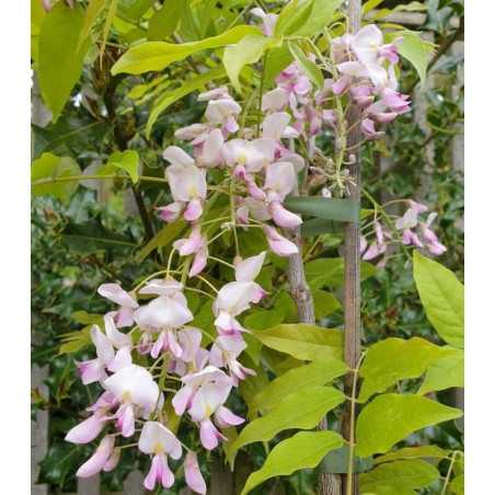 Wisteria floribunda 'Honbeni'